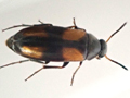 Anaspis fasciata
